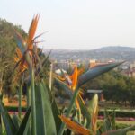 (12.08.2017) - Muzyczne Podróże - RPA / Zdzisław Piasta / RPA