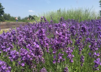 Ogród Botaniczny w Kielcach (25 czerwca 2016 r) / Marek Orkisz / Radio Kielce