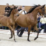 Pokaz na zakończenie Dni Konia Arabskiego. / Jarosław Kubalski / Radio Kielce