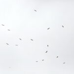 03.09.2017 Masłów. Bociany kołują nad lotniskiem, by nabrać wysokości przed odlotem / Jarosław Kubalski  /  Radio Kielce / Masłów. Bociany kołują nad lotniskiem