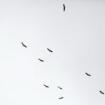 03.09.2017 Masłów. Bociany kołują nad lotniskiem, by nabrać wysokości przed odlotem / Jarosław Kubalski  /  Radio Kielce / Masłów. Bociany kołują nad lotniskiem