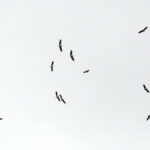 03.09.2017 Masłów. Bociany kołują nad lotniskiem, by nabrać wysokości przed odlotem / Jarosław Kubalski  /  Radio Kielce / Masłów. Bociany kołują nad lotniskiem