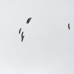 03.09.2017 Masłów. Bociany kołują nad lotniskiem, by nabrać wysokości przed odlotem / Jarosław Kubalski  /  Radio Kielce / Masłów. Bociany kołują nad lotniskiem