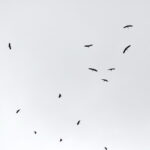 03.09.2017 Masłów. Bociany kołują nad lotniskiem, by nabrać wysokości przed odlotem / Jarosław Kubalski  /  Radio Kielce / Masłów. Bociany kołują nad lotniskiem