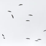 03.09.2017 Masłów. Bociany kołują nad lotniskiem, by nabrać wysokości przed odlotem / Jarosław Kubalski  /  Radio Kielce / Masłów. Bociany kołują nad lotniskiem