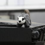 25. MSPO. BWP Borsuk / Jarosław Kubalski / Radio Kielce