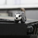 05.09.2017 Kielce. Międzynarodowy Salon Przemysłu Obronnego. MSPO. Transporter opancerzony Borsuk / Jarosław Kubalski  /  Radio Kielce / Kielce. Międzynarodowy Salon Przemysłu Obronnego. MSPO