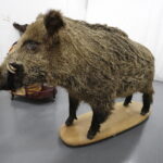 07.09.2017 Kielce. Teatr im. Stefana Żeromskiego. Przedmioty, które będą wystawione na sprzedaż podczas kiermaszu. Rekwizyty sceniczne / Jarosław Kubalski / Radio Kielce