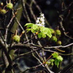 11.09.2017 Kielce. Przed budynkiem Radia Kielce zakwitł kasztanowiec. / Jarosław Kubalski / Radio Kielce