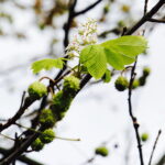 11.09.2017 Kielce. Przed budynkiem Radia Kielce zakwitł kasztanowiec. / Jarosław Kubalski / Radio Kielce