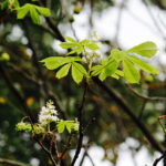 11.09.2017 Kielce. Przed budynkiem Radia Kielce zakwitł kasztanowiec. / Jarosław Kubalski / Radio Kielce