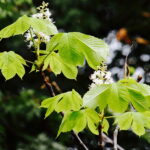 11.09.2017 Kielce. Przed budynkiem Radia Kielce zakwitł kasztanowiec. / Jarosław Kubalski / Radio Kielce