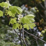 11.09.2017 Kielce. Przed budynkiem Radia Kielce zakwitł kasztanowiec. / Jarosław Kubalski / Radio Kielce