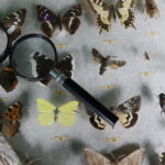 24.09.2017 Kielce. Piknik Polskich Lasów Państwowych "Dary Świętokrzyskich Lasów" / Jarosław Kubalski / Radio Kielce