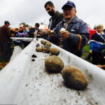 Impreza „W dzień Świętej Tekli ziemniaki będziem piekli” / Jarosław Kubalski / Radio Kielce