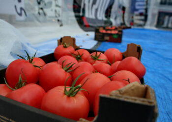 Halibut z pesto i sałatką pomidorową - Radio Kielce Wojewódzkie Święto Pomidora w Dwikozach