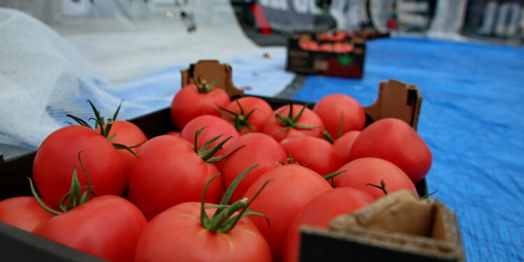 Wojewódzkie Święto Pomidora w Dwikozach