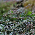 Z czego zrobić bukiet na święto Matki Boskiej Zielnej?