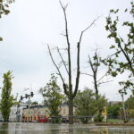 04.09.2017 Kielce. Drzewa przed WDK do wycięcia / Marzena Mąkosa - Radio Kielce / Drzewa przed WDK do wycięcia