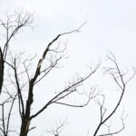 04.09.2017 Kielce. Drzewa przed WDK do wycięcia / Marzena Mąkosa - Radio Kielce / Drzewa przed WDK do wycięcia