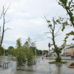 04.09.2017 Kielce. Drzewa przed WDK do wycięcia / Marzena Mąkosa - Radio Kielce / Drzewa przed WDK do wycięcia