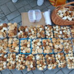 Grzyby / Marzena Mąkosa / Radio Kielce