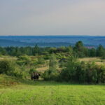 X Piknik Historyczny w Chęcinach / Marzena Mąkosa / Radio Kielce