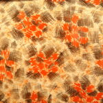 Wernisaż wystawy "Projekty tkanin Marychny Olędzkiej" w Muzeum Historii Kielc / Marzena Mąkosa / Radio Kielce