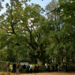 1017 urodziny dębu Bartka w Zagnańsku / Marzena Mąkosa / Radio Kielce