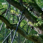 1017 urodziny dębu Bartka w Zagnańsku / Marzena Mąkosa / Radio Kielce