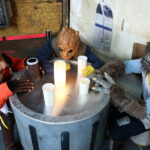 Sabat Fiction Fest / Marzena Mąkosa / Radio Kielce