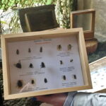 Wystawa w Muzeum Przyrody i Techniki. Owady / Marlena Płaska / Radio Kielce