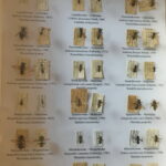 Wystawa w Muzeum Przyrody i Techniki. Owady / Marlena Płaska / Radio Kielce