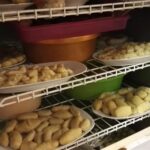 Święto ziemniaka / Emilia Sitarska / Radio Kielce