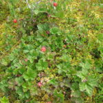 Muzyczne Podróże Przez Świat. Finlandia / Elżbieta Nowak