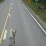 Muzyczne Podróże Przez Świat. Finlandia / Elżbieta Nowak