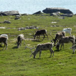 Północna Norwegia / Elżbieta Nowak