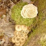 Złota polska w jesień w obiektywie słuchaczy Radia Kielce / Radio Kielce