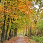 Złota polska jesień w obiektywie słuchaczy Radia Kielce. Las w Ćmielowie / Mateusz Siepietowski / Radio Kielce