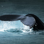 Zachodnia Islandia / Mirosław Lubarski