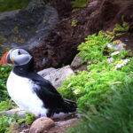 Zachodnia Islandia / Mirosław Lubarski