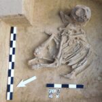 Sadowie koło Opatowa, ślady cmentarzyska z późnego neolitu. Grób zwierzęcy kultury amfor kulistych / Wojciech Pasterkiewicz