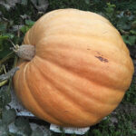 300-kilogramowa dynia z gospodarstwa Anny i Pawła Pietrowskich w Bolowcu / Kamil Włosowicz / Radio Kielce