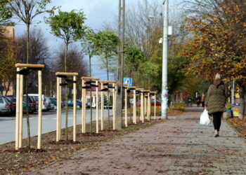 Nasadzenia drzew przy ulicy Spokojnej / Urząd Miasta w Staszowie