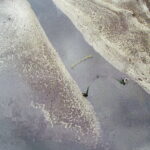 21.10.2017 Fałków. Stawy rybne. Przenoszenie karpia ze stawów do magazynów skąd będą odławiane przed świętami / Jarosław Kubalski / Radio Kielce