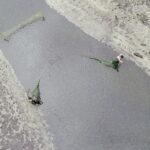 21.10.2017 Fałków. Stawy rybne. Przenoszenie karpia ze stawów do magazynów skąd będą odławiane przed świętami / Jarosław Kubalski / Radio Kielce