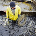 21.10.2017 Fałków. Stawy rybne. Przenoszenie karpia ze stawów do magazynów skąd będą odławiane przed świętami / Jarosław Kubalski / Radio Kielce