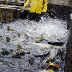 21.10.2017 Fałków. Stawy rybne. Przenoszenie karpia ze stawów do magazynów skąd będą odławiane przed świętami / Jarosław Kubalski / Radio Kielce