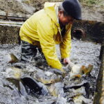 21.10.2017 Fałków. Stawy rybne. Przenoszenie karpia ze stawów do magazynów skąd będą odławiane przed świętami / Jarosław Kubalski / Radio Kielce