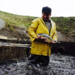 21.10.2017 Fałków. Stawy rybne. Przenoszenie karpia ze stawów do magazynów skąd będą odławiane przed świętami / Jarosław Kubalski / Radio Kielce